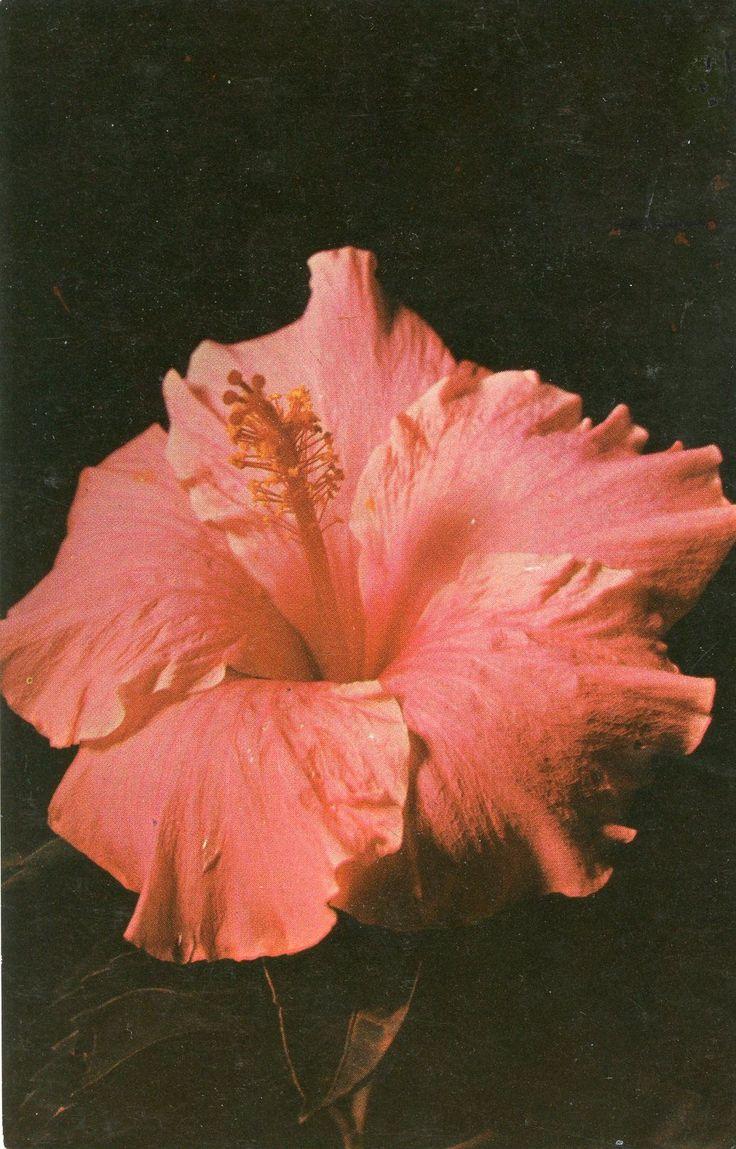 Rosa Sinensis